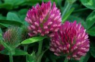 to meadow brome Red Clover Breeding Program Red Clover Excellent