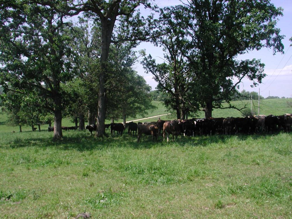 fescue, based on DNA analyses Cattle