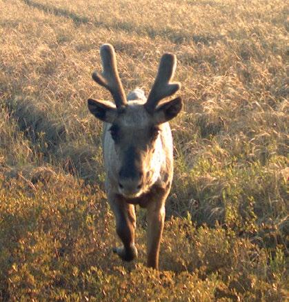 4. Management Unit Planning and Assessment Approach Conservation and Water Stewardship supports an adaptive, landscapemanagement approach to the recovery of boreal caribou using the precautionary