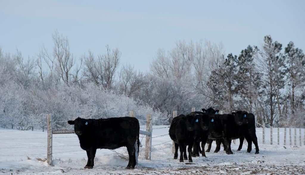 The lack of a cash trade and technical selling pushed the cattle lower on the opening Monday and with no one willing to step in front of the train, the selloff accelerated throughout the session.