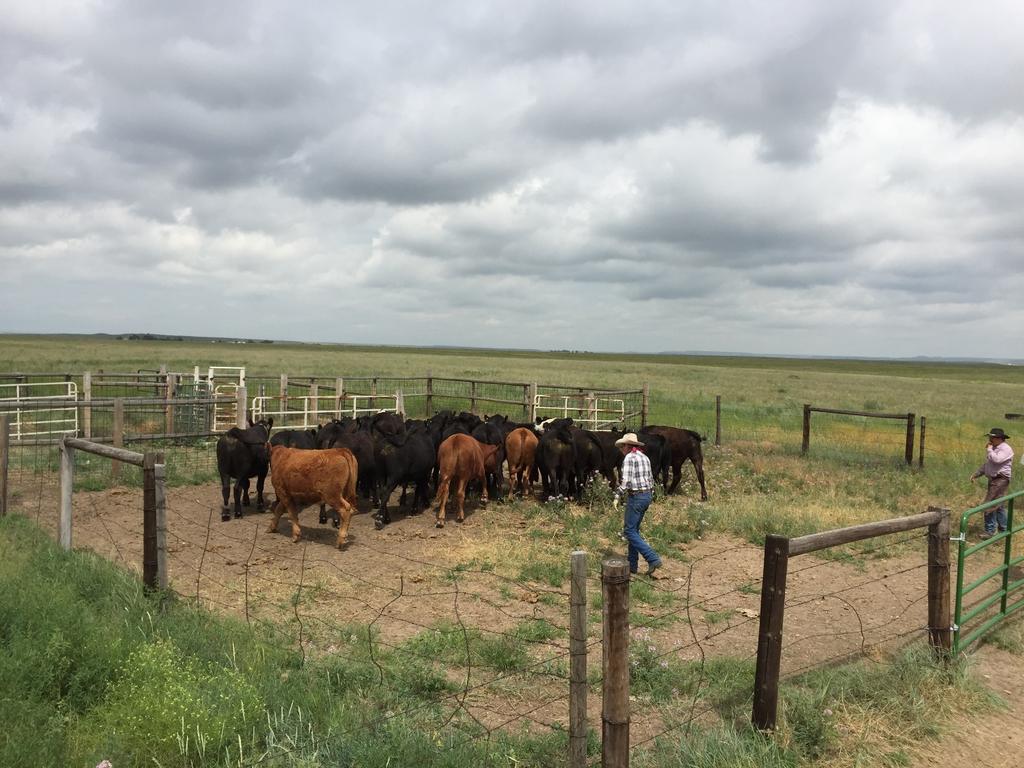 AT-RISK FLEXIBLE FOR DROUGHT: STOCKING IMPROVING FOR RANCHERS FLEXIBILITY DR.