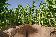 5 Mil Short season crops in medium tilled soils that contain slight residue from a previous crop.