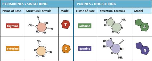 The nitrogen containing bases are the only difference in the four nucleotides.