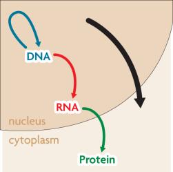 RNA carries DNA s instructions.