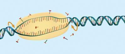 transcription RNA differs from DNA in three major ways. RNA has a ribose sugar. RNA has uracil instead of thymine.