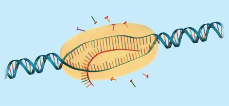 Transcription copies DNA to make a strand of RNA. Transcription is catalyzed by RNA polymerase.