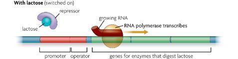 KEY CONCEPT Section 6 Gene expression is carefully regulated in both prokaryotic and eukaryotic cells. Prokaryotic cells turn genes on and off by controlling transcription.