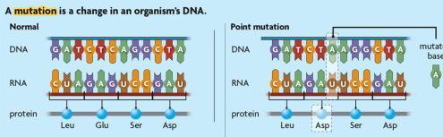 mrna processing includes three major steps. Introns are removed and exons are spliced together. A cap is added.