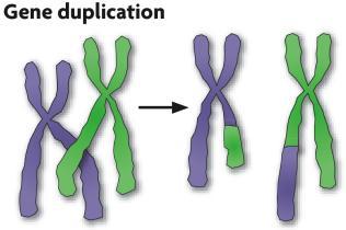 A point mutation substitutes one nucleotide for another.