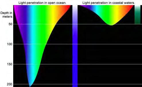 coastal plain of Georgia OCEAN ZONES Light absorption & penetration in the sea Only