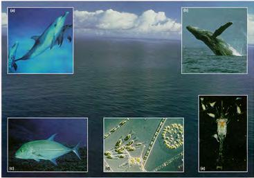 ZONE OCEANIC BIOME Earth s largest ecosystem!