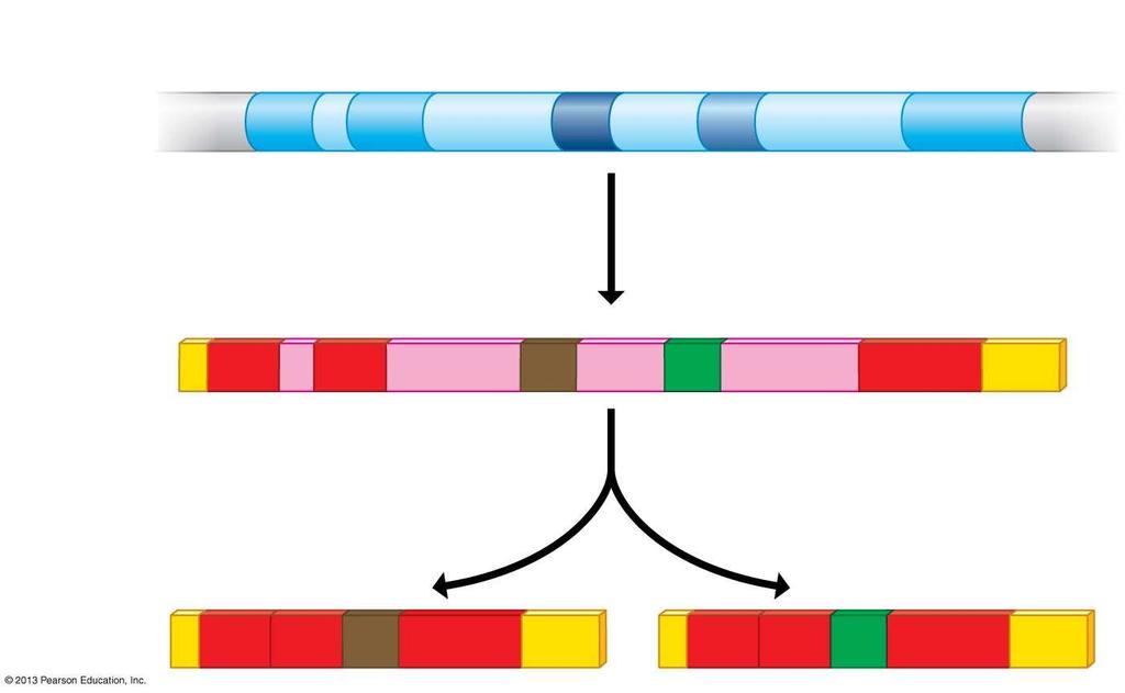 The RNA processing and alternative slicing Exons DNA 1 2 3 4 5
