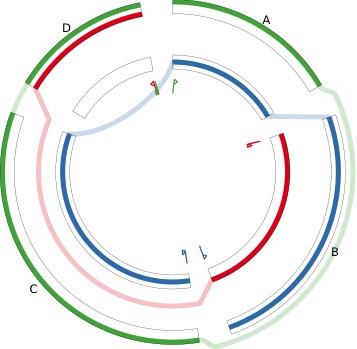 GenomeRing: Visualizing genomic diversity Application of the SuperGenome to the visualization of aligned multiple genomes Outer Ring = Forward strand 6 SuperGenome is a common coordinate system of