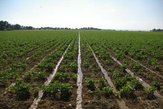 Irrigation water management Irrigation enables precise nutrient management because