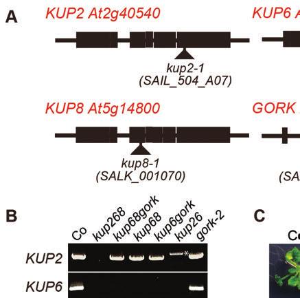 Supplemental Figure 5. T-DNA insertion mutant plants of KUP and GORK genes.