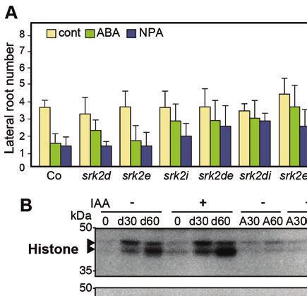 Supplemental Figure 9. ABA and NPA sensitivity in the LR formation of srk2 mutants and the in-gel kinase assay using wild-type plants with drought stress, ABA, and auxin treatments.