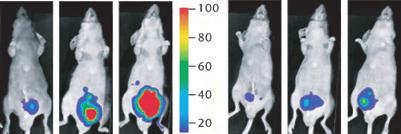 and volume) quantitative analysis In vivo optical imaging Blood samples vehicle treated mitomycin C at 2 mg/kg (bioluminescent signal analysis) Histology, IHC, IF Animal survival Gene expression