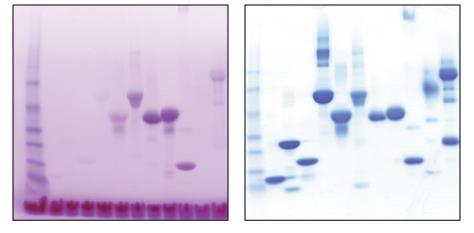 Size (SDS-PAGE, MALDI-TOF) Immunoreactivity (western analysis, ELISA) Functionality (enzymatic assay,