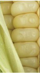 34 Analytes Corn Cotton Soybean Proximates Proximates Proximates