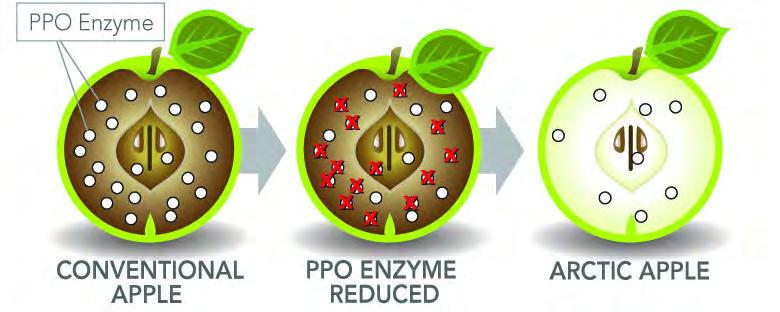 Arctic Apple Arctic Apple (PPO enzyme gene silenced) Developed by Okanagan Specialty Fruits Inc.
