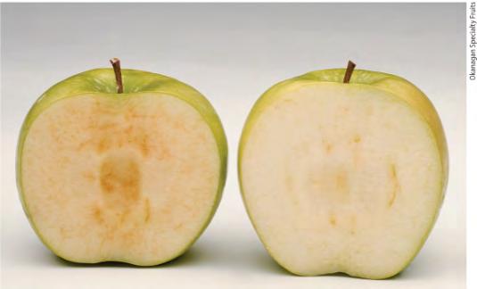 Silencing construct RNA silencing OFF The gene that causes cut apples