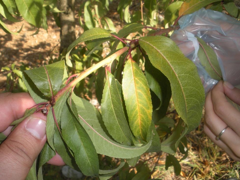 Prunus persica indicative of