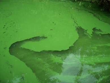 Cyanobacteria (blue-green algae) produce toxins that are harmful to animals,