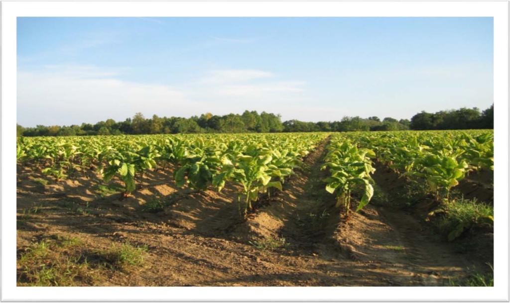 Flue Cured Tobacco Production