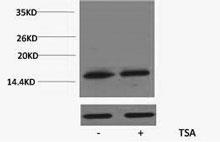 Histone H3K79ac (Acetyl H3K79) Polyclonal Antibody (Component Cat. #-1-3K79A) Core component of nucleosome.