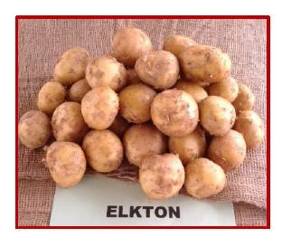 Benefits to Farmers and Growers Example: Elkton Chipping Potato