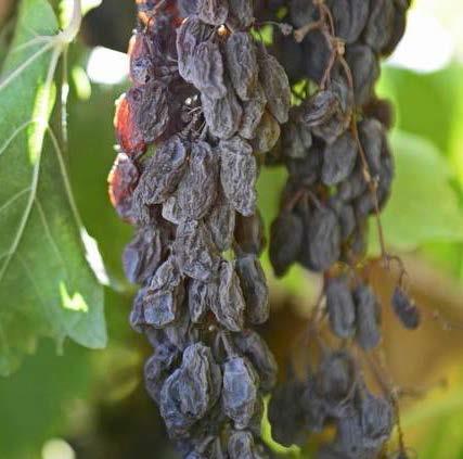Benefits to Farmers and Growers Example: Sunpreme Raisin Grape Dries on the vine naturally Pruning easier than typical grapes Raisins larger and fruitier in flavor