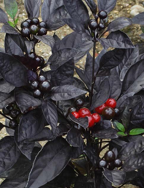 Benefits to Farmers and Growers Example: Black Pearl Pepper Unique black foliage Vigorous upright bushy grow habit Round, black fruit maturing red with very hot flavor Solely owned by USDA-ARS and