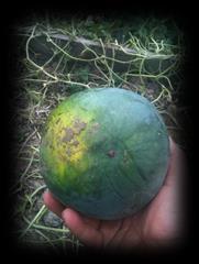 loss Virus resistance (papaya, plum, squash) Increase market