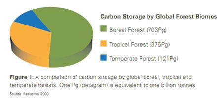 Boreal: Only 30% of Forests, but 59% of the carbon storage, due