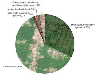 Causes of Amazon deforestation: mostly cattle ranches due to