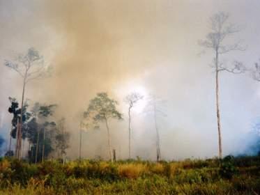 Background on Avoided deforestation: 1.