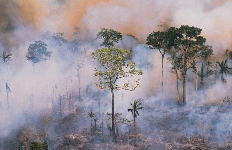 Reduced Emission from Deforestation and