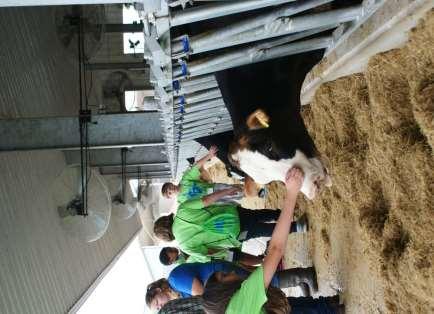 Agriculture and Natural Resources Dairy Farm -What do they do at the MTSU Dairy Farm?