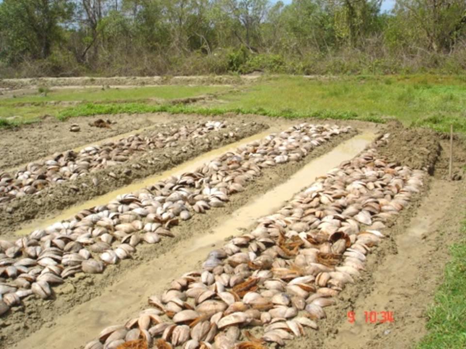 Of seven pilot fields Fig.2 Raised beds with coconut husk application (photo from Srivastava, 2009) were selected, and the net profit from the fields was from 50,000 to 75,000 Rs. per ha. 4.