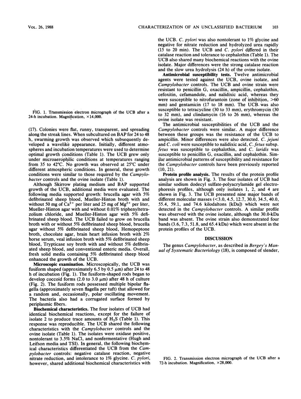 VOL. 26, 1988 CHARACTERIZATION OF AN UNCLASSIFIED BACTERIUM 103 FIG. 1. Transmission electron -nicrograph of the UCB after a 24-h incubation. Magnification, x 14,000. (17).