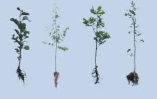 (unpublished) has indicated that where site preparation treatment is sub-optimal, taller Sitka spruce plants might perform better than shorter plants.