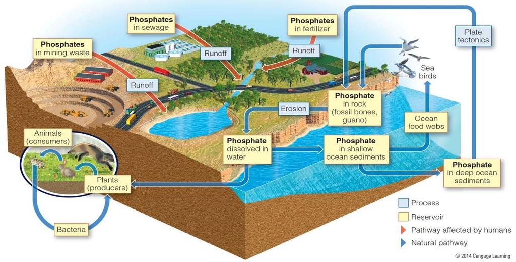 zones Phosphorus Cycle Phosphates (PO