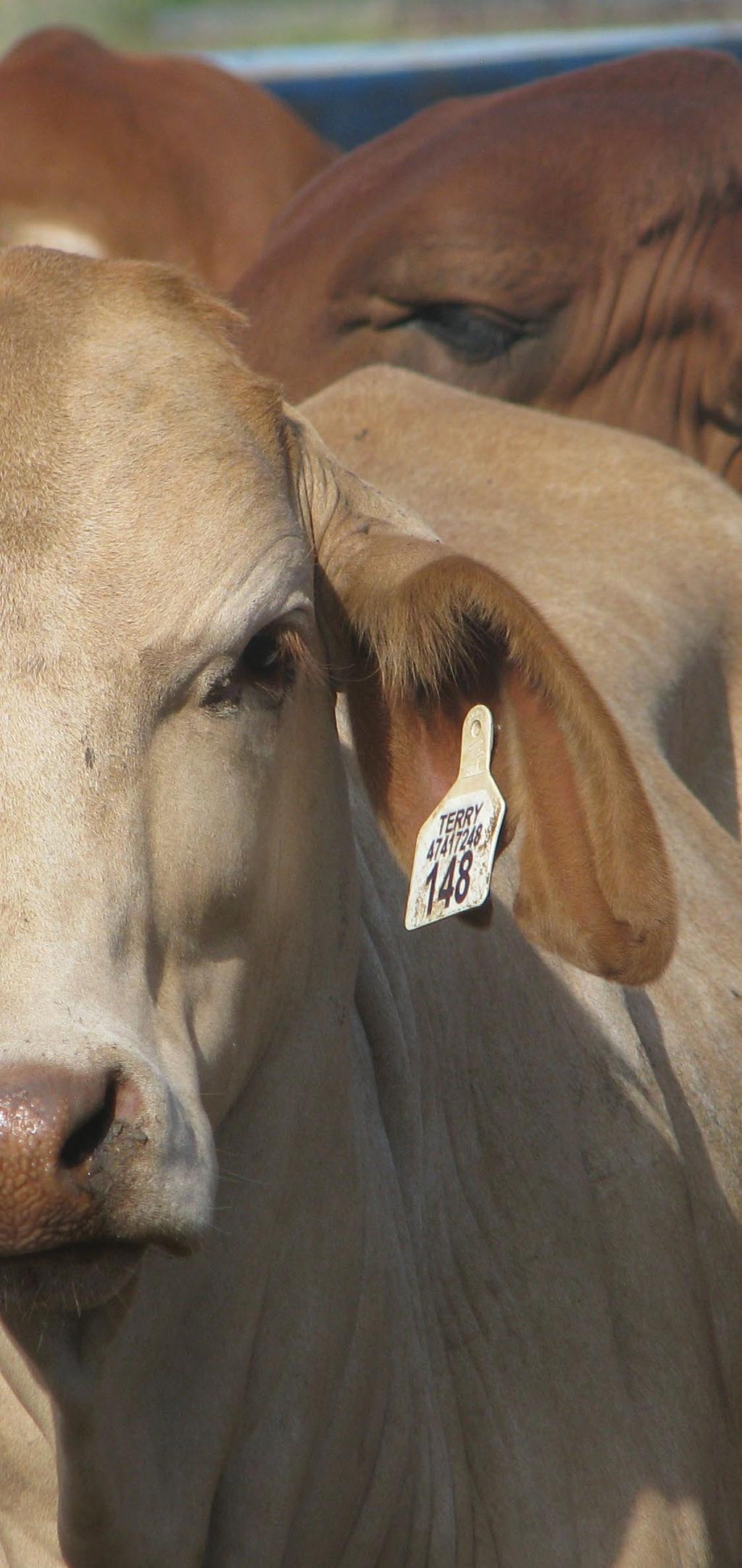 NLIS TAGS For cattle Superior retention Unsurpassed ease of application Outstanding readability Consistent EID readability performance Protected transponder enhances readability The flexible material