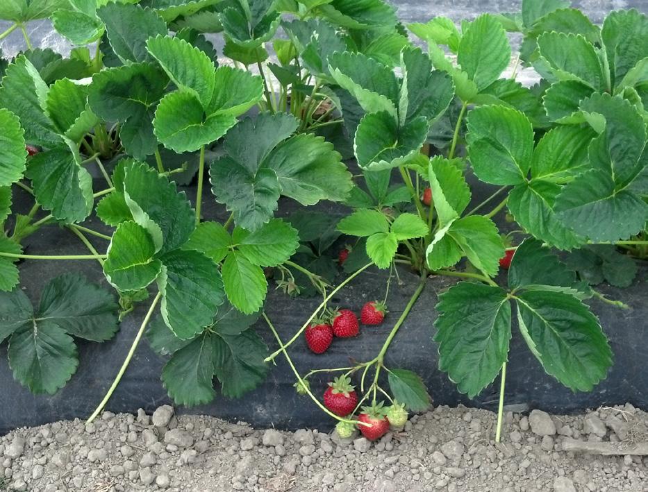 2011 Cost Estimates of Producing Strawberries in a High Tunnel in Western Washington WASHINGTON STATE UNIVERSITY EXTENSION FACT SHEET FS093E Preface The information in this publication serves as a