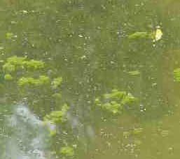 Toxic Blue-Green Algae Risk conditions Stagnant ponds Low water flow in streams High nutrient levels in