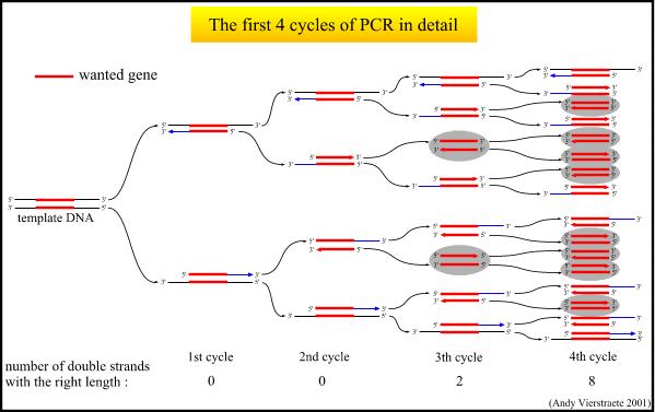 PCR: