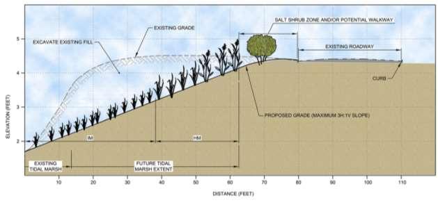If sea level rises one foot within the design life of the wetland s edge, the vegetation could move up the bank into the bioswale