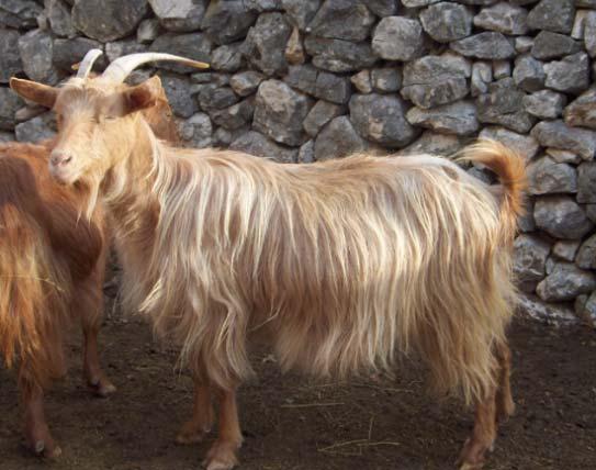 GOATS SECTOR IN MONTENEGRO The main breeds Autochthonous Balkan breed Domestic Balkan breed is typical breed with very good adaptation ability to scarce rearing conditions The main characteristics