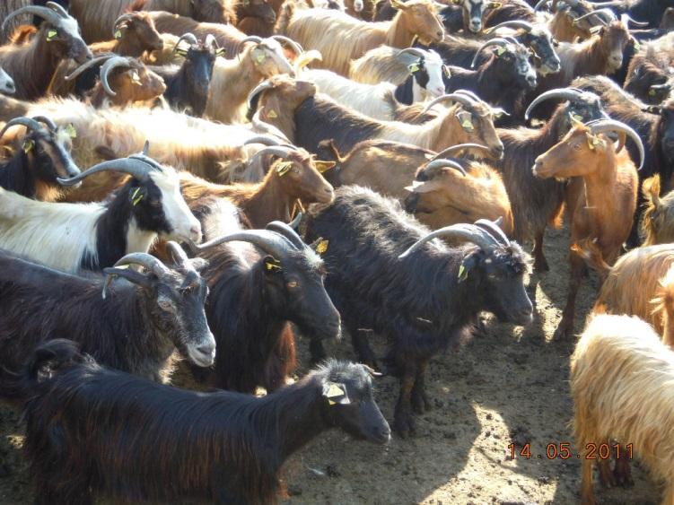 GOATS SECTOR IN MONTENEGRO Saanen breed Share in total population up to 3% Saanen breed is reared as individual animals or in very small flocks.