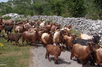 GOATS SECTOR IN MONTENEGRO The main features Extensive or semi extensive farming prevail mainly for milk